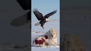 Buzzing Danger: Rescuing the Arctic Lion 🐝❄️