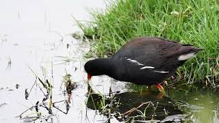 紅冠水雞 Common Moorhen（Gallinula chloropus） 4495