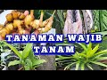 TANAMAN YANG WAJIB ADA DI KELILING RUMAH #tanaman  #malaysia #tipsmudah