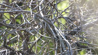 自然環境保全センター 自然観察園のウグイスのさえずり　その１０（4K60P動画）