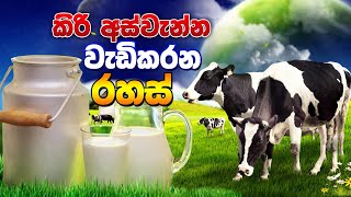 cattle feed ,BST Saman කිරි අස්වැන්න වැඩිකර ගමු.Cattle Farm,කිරිගව පාලනය,