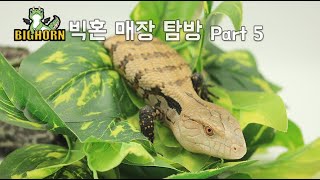 인천 최대 규모 파충류 샵 빅혼 매장 탐방 Part5