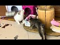 【猫カフェ】 スマイルアゲイン 朝一番の猫たちの様子です 250202