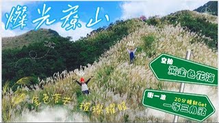 【燦光寮山、半屏山】🚁空拍菅芒花海｜🏆絕美更勝草嶺古道｜⏰期間限定｜㊙️黄金色夢幻秘境｜💋不藏私景點｜一等三角點｜