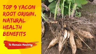 Yacon Root Origin, Natural Health Benefits