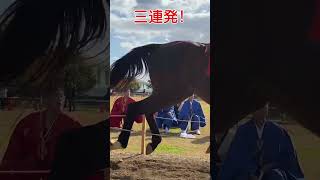 凛々しい✨流鏑馬の女性騎手_奈良田原本流鏑馬まつり2022/11/27