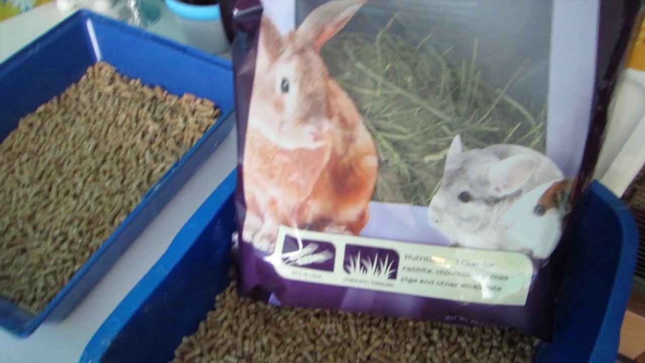 Daily Pet Routine Vlog Youtube