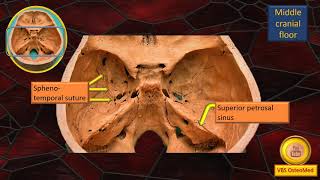 Treasure box Part 2  Interior of cranial cavity   Middle cranial floor