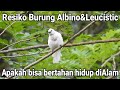 Proses bertahan hidup burung kutilang albino & leucistic di Alam liar