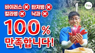 티탄스트롱 고추 재배 후기 | 최경수 농가 편 | 경북 봉화 | 팜한농