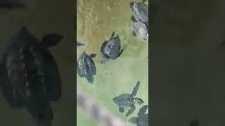 Srilanka Turtle Farm!!! Peraliya!!!Hikkaduwa !!!Turtle Hatchery\u0026Rescue Centre|| Travel with Lotus ||