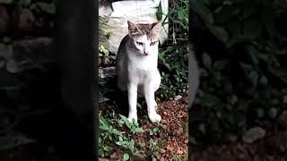 ലക്ഷങ്ങൾ വിലയുള്ള പൂച്ച #catlike #funnyanimal #funny #funnycat #catlover #funnypet #comedy