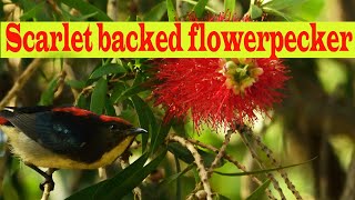 Scarlet backed flowerpecker