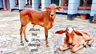 খামারে জন্ম নেয়া (ADL) এডিএল গির ১০০% সিমেনের কিছু বাচ্চা - Sylhet Farm House