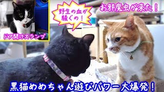 ＜2匹の猫通信＞ハッチとマックの「ほっこりライブ」黒猫めめちゃん遊びパワー大爆発！2019  08 14　- Cat Live Stream in Japan - Cat Life TV