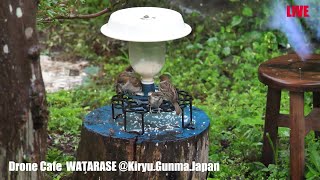 雨の日の子雀たち