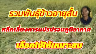 รวมพันธุ์ข้าวอายุสั้นเกี่ยวเร็ว