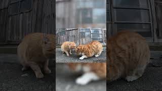 【バトル】ケンカする野良猫たち#shorts