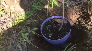 Planting a Pawpaw Tree