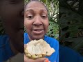 Harvesting and eating my first sweet sop/sugar apple at Backyard Farm - PURE DELICIOUS CREAMINESS