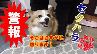 怒ってて痰が絡む犬【コーギーチロ】