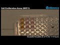 cell proliferation assay wst 1