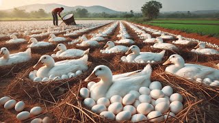 Essential Steps to Raising Organic Ducks: Egg Harvesting to Duck Business.