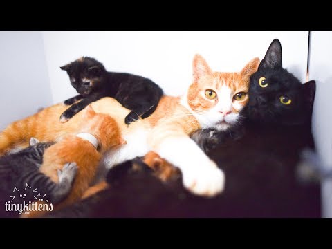 LIVE: Rescue kitten nursery! TinyKittens.com LIVE: Rescue kitten nursery! TinyKittens.com