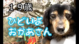 ももとの日々＃213 おっちょこちょいなおかあさんと19歳9カ月のシニア犬の若い頃の大失敗