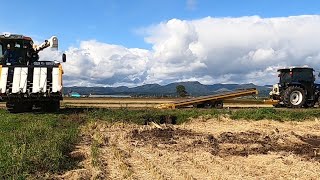 雨の合間❗️ 中日、稲刈り