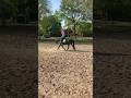 #deutschesreitpony #horse #equestrian #reiter #riding #tiktok #pony #capcut #viral #qanda #fyp