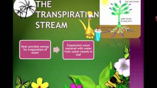 Transpiration (IB Biology)