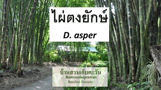 ลำไผ่คุณภาพเยี่ยม ใช้ทำเสาและโครงสร้างดีเป็นอันดับหนึ่ง | ไผ่ตงยักษ์ D. asper