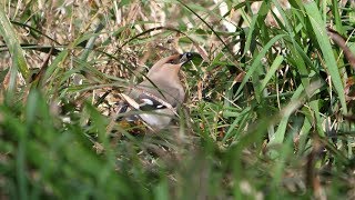 湘南平のキレンジャク　その１１（4K60P動画）