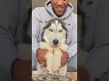 Angry Husky | Husky is Angry at his owner after waking him from sleep #youtubeshorts  #husky #trend