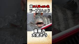 【閲覧注意】人間の歯を持つ魚たち  #動物 #雑学