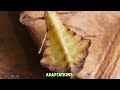 the leaf insect the ultimate camouflager