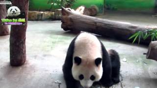 20151016圓仔吃水滴造型冰消暑 The Giant Panda Yuan Zai