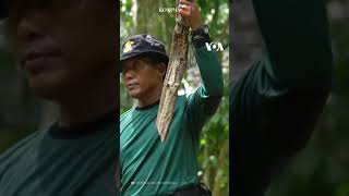 TNI AL Ajari US Navy Tangkap dan Makan Ular di Hutan Hingga Minum Air Dari Akar Bajakah