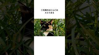 猫に関する雑学5選パート2 #猫好き#猫#雑学