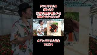 アンスリウムの終わり方①復活が難しいと判断するタイミング #アンスリューム #お手入れ #根腐れ #管理