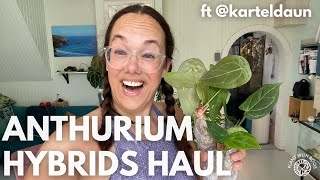 Anthurium hybrid haul ft Kartel Daun | Plant with Roos