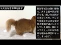 猫の寿命を縮めてしまう飼い主のng行動