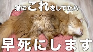 猫の寿命を縮めてしまう飼い主のNG行動