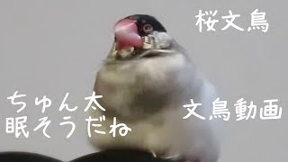 眠そうな桜文鳥ちゅん太　文鳥動画