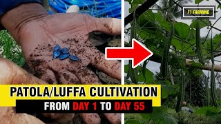 Complete! Patola/Luffa Cultivation - From Day 1 to Day 55 (Harvesting)