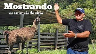 Mostrando os animais do sítio 🦃🐓