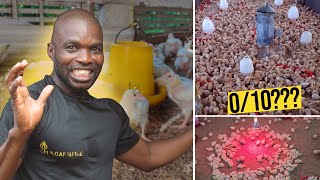 Pro Farmer Rates Other Farmers' Brooding Pens | Poultry Farming