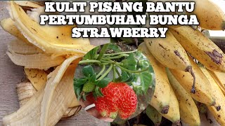 PUPUK ORGANIK DARI KULIT PISANG|MEMBANTU PERTUMBUHAN BUNGA STRAWBERRY