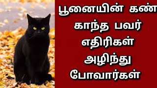 Black cat கரும்பூணை காந்த சக்தி பவர் வேண்டுமா